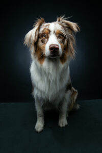 Tierfotografie in München: Olli, Büro Hund Portrait