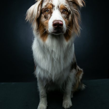 Tierfotografie in München: Olli, Büro Hund Portrait